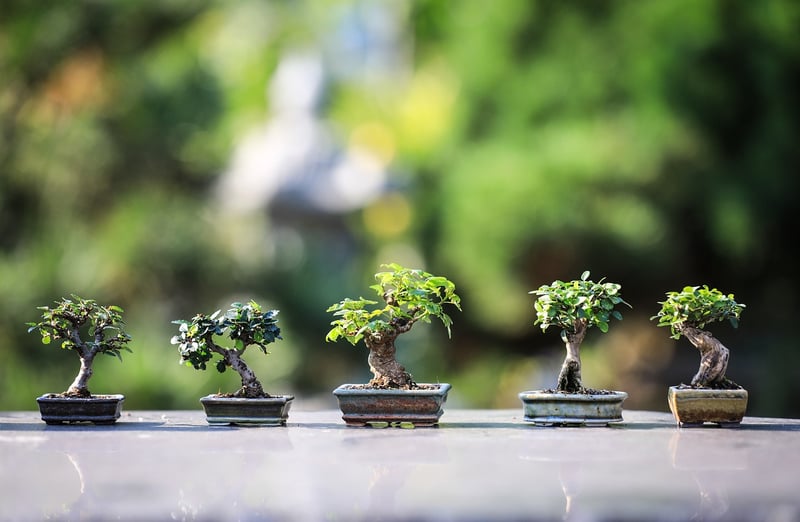 Zen Garden Designs